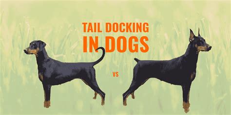 Docking of Dog Tails: Understanding the Practice and its Implications